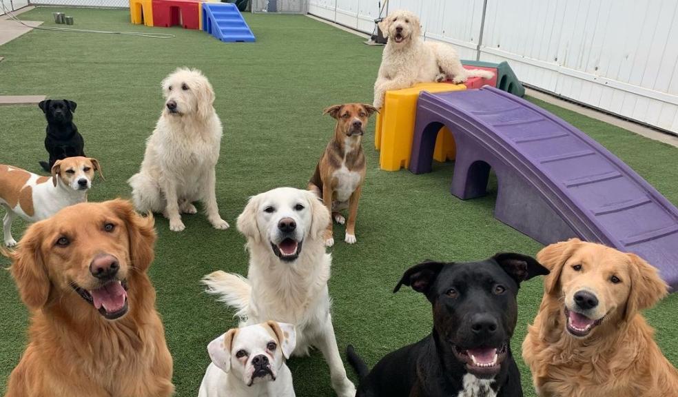 Doggy Daycare