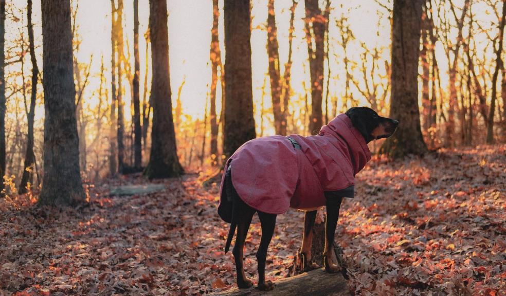 Dog in a coat