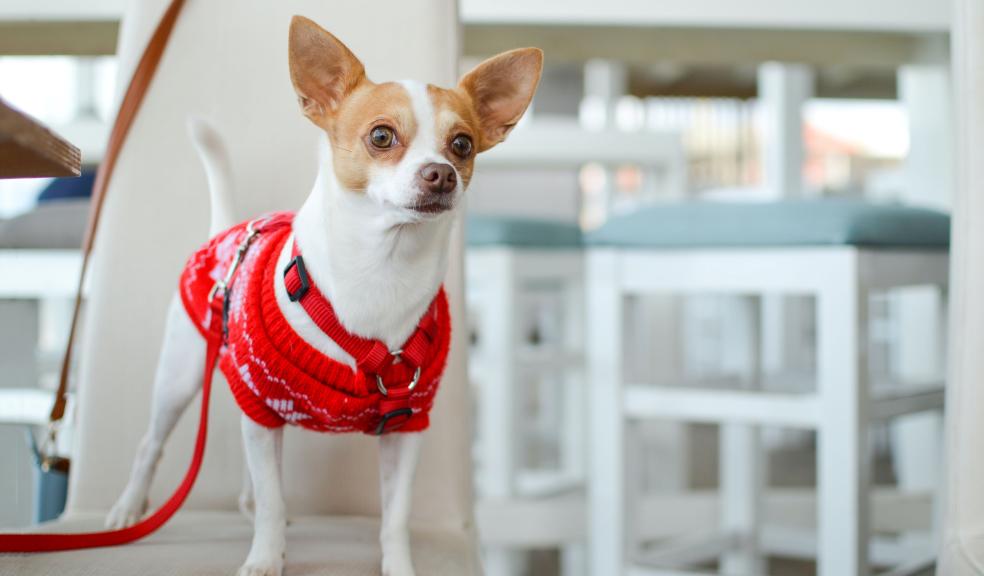 Dog in a Christmas jumper