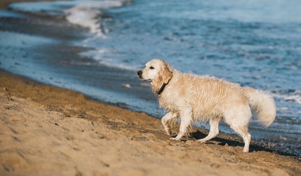 A dog on a beach