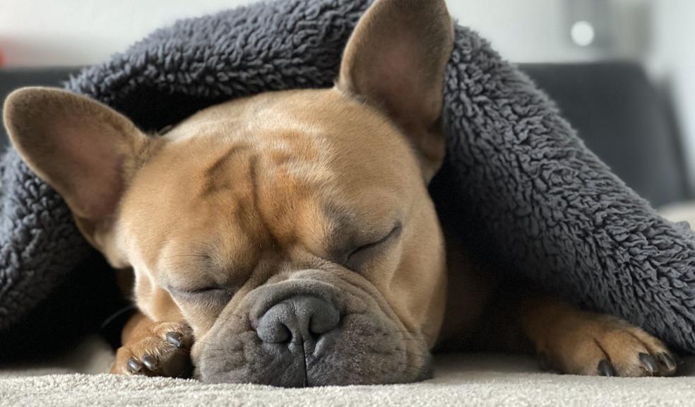 A dog keeping warm under a blanket