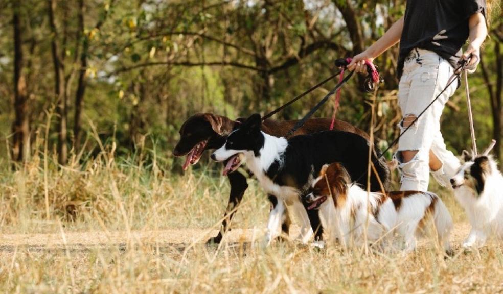 Dogs being walked