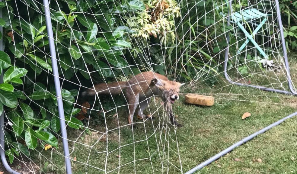 A fox caught in goal netting. Image: RSPCA