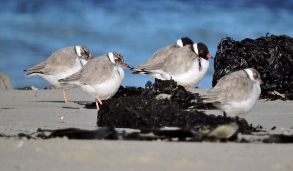 A family of hoodies (two parents with their three older chicks). Photo Kerry Vickers.