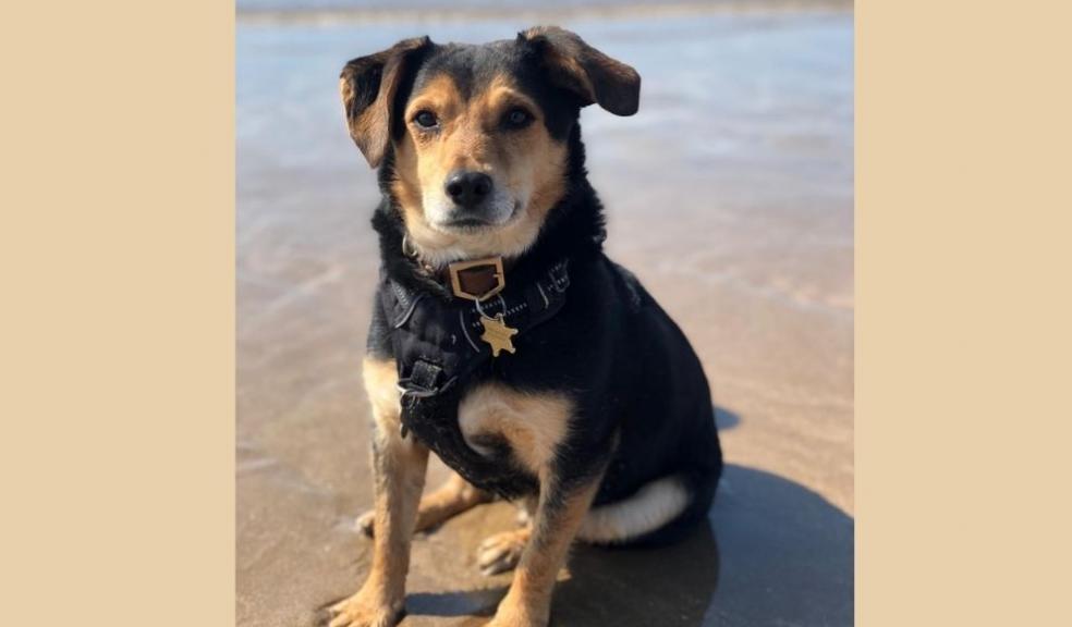 Albus on a Beach Day