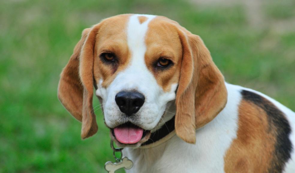 Beagle