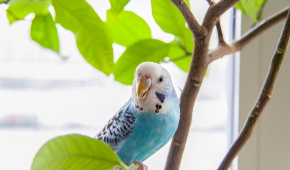 Blue Budgie