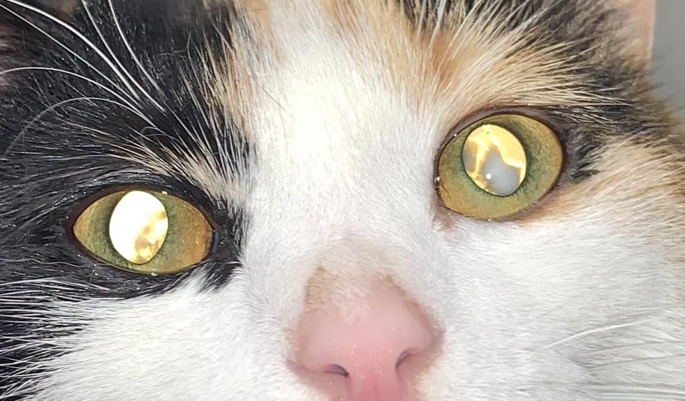 Cats eyes