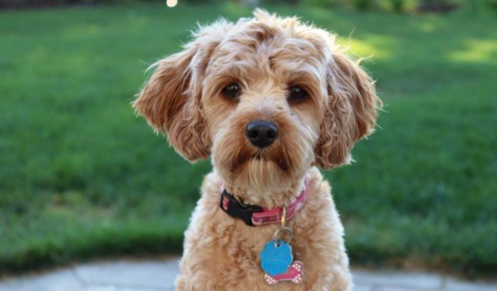 Cavapoo