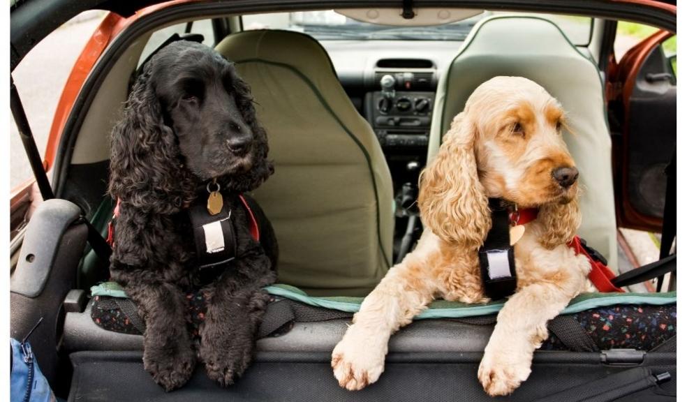 Cocker Spaniel dogs