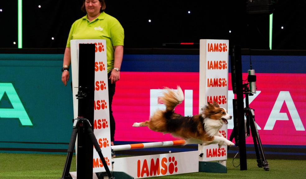 Crufts Agility Singles