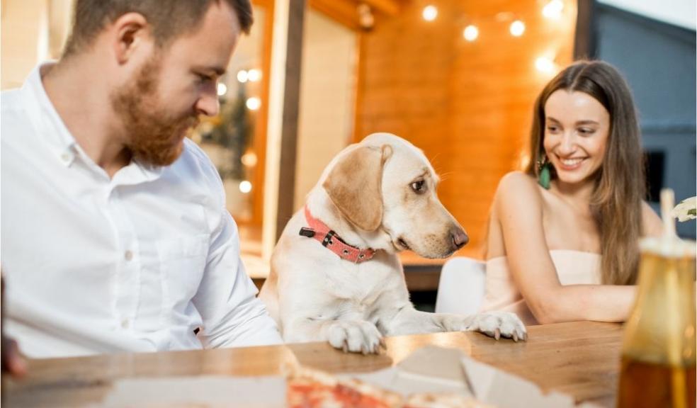 Dog dining with people 