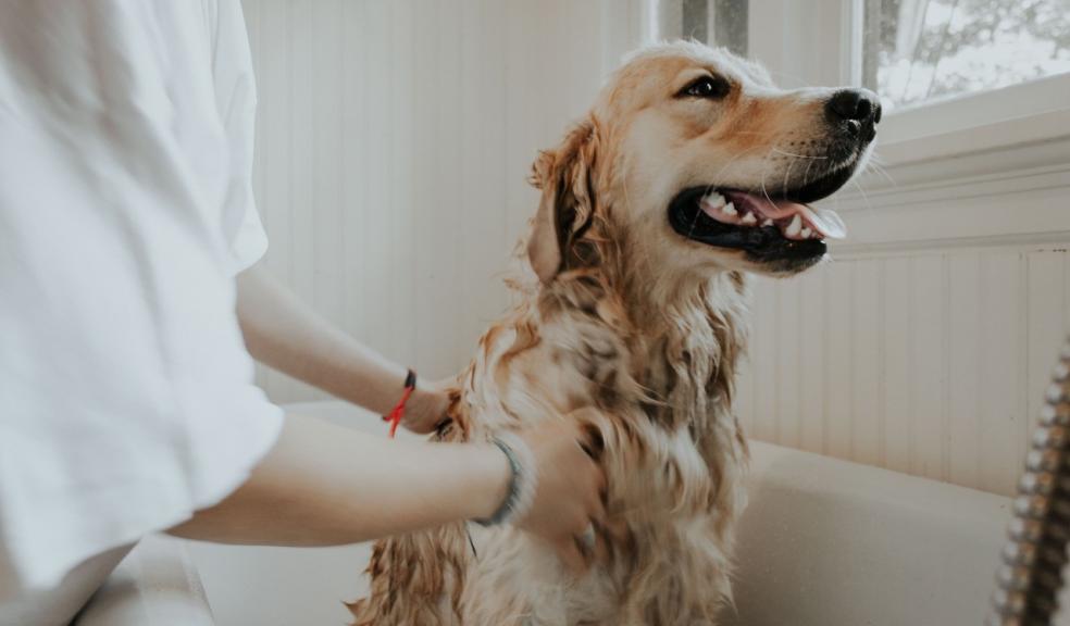 Dog in bath