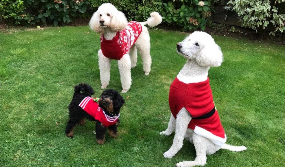 Festive poodles