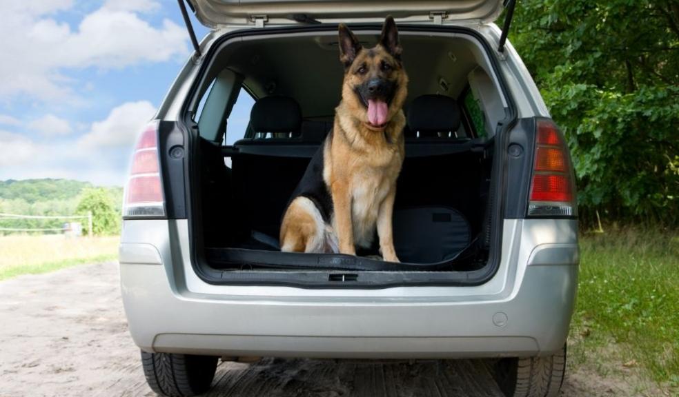 German Shepherd sitting in the boot of a car