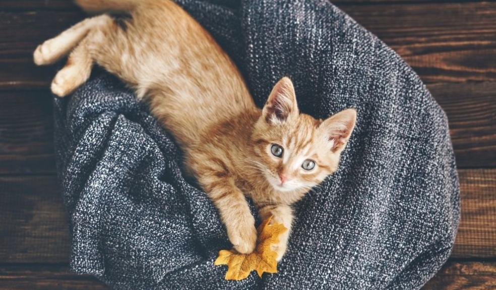 Ginger Kitten