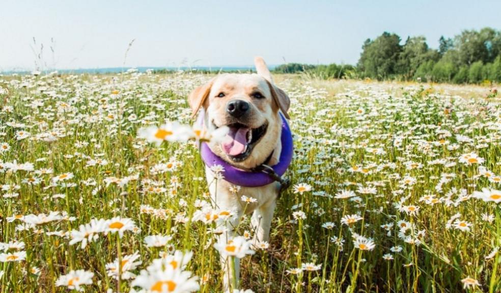 Lab & Daisies 