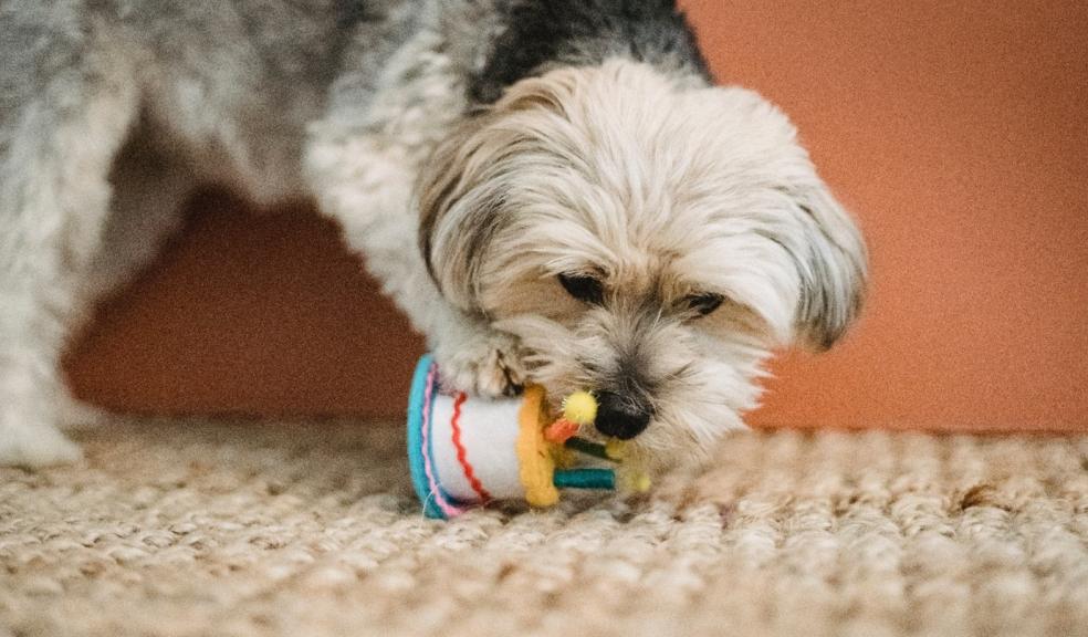 A puppy eating a treat