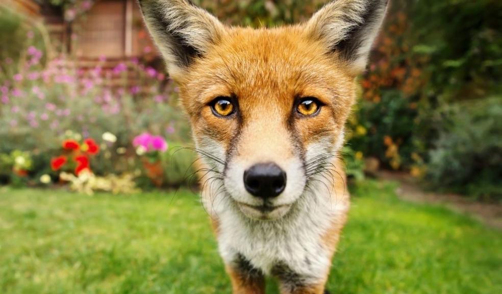 Red Fox in the Garden