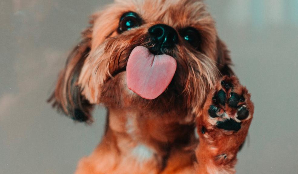 A dog licking a window