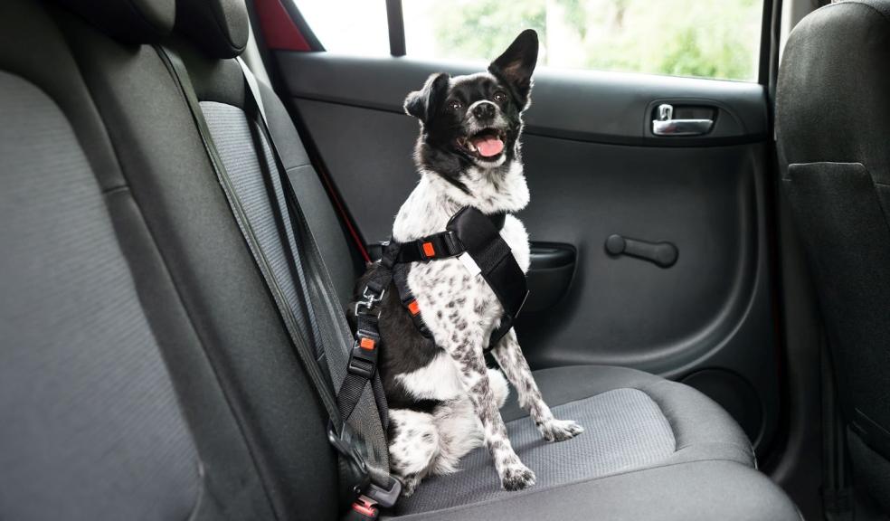 A dog safely restrained in a car