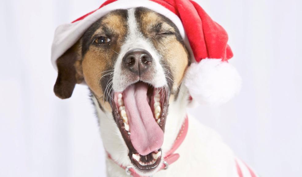 Dog in a Christmas hat