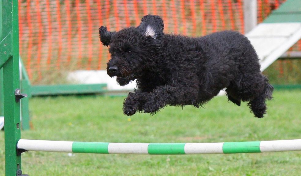 Dog agility