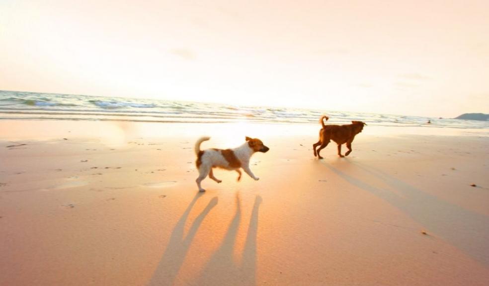 Dogs running on the beach