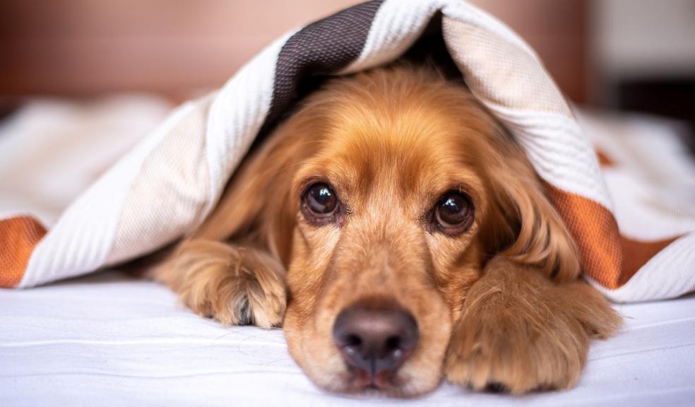 A dog in a bed