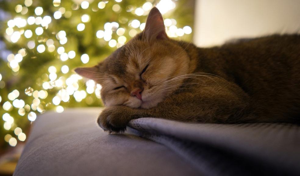 A sleeping cat at Christmas