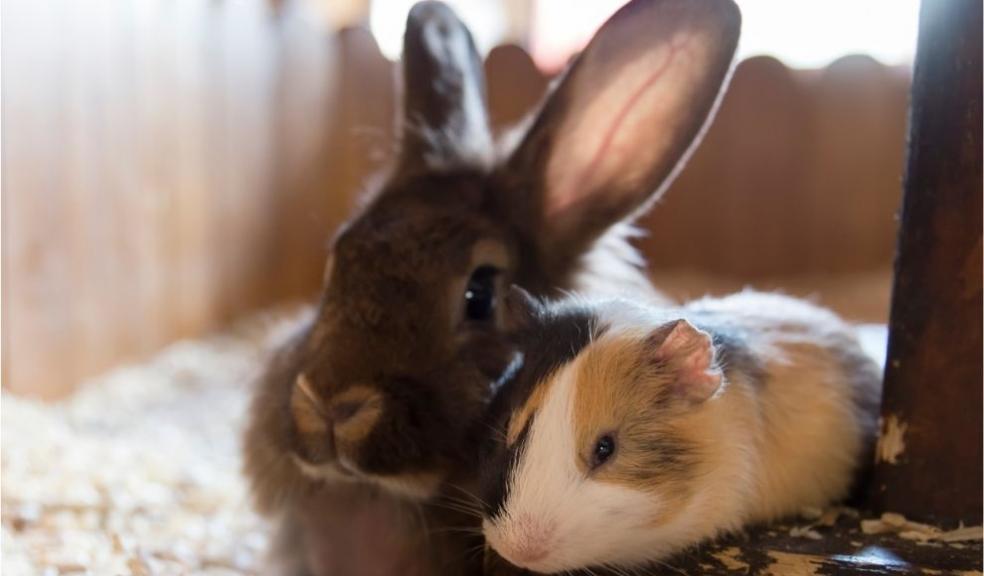 guinea pig and a rabbit