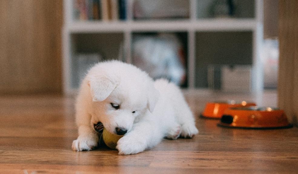 A white puppy plays with a ball