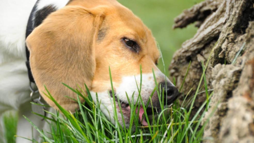 A dog eating grass