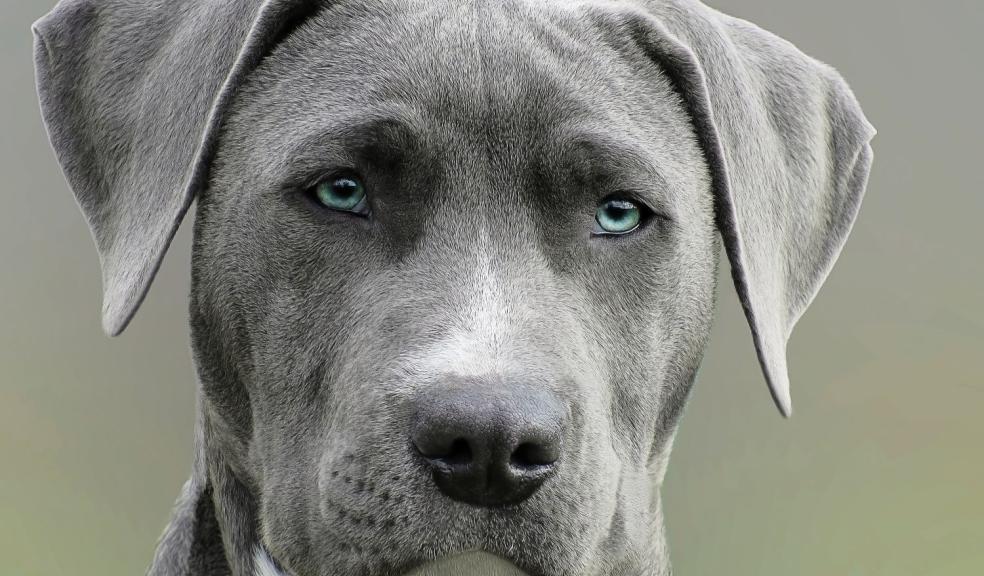 Close Up Photography of Adult Black and White Short Coat Dog