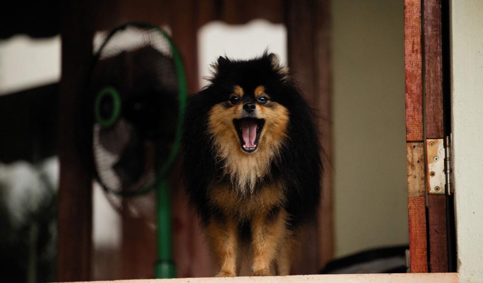 Black and Brown Long Coated Dog