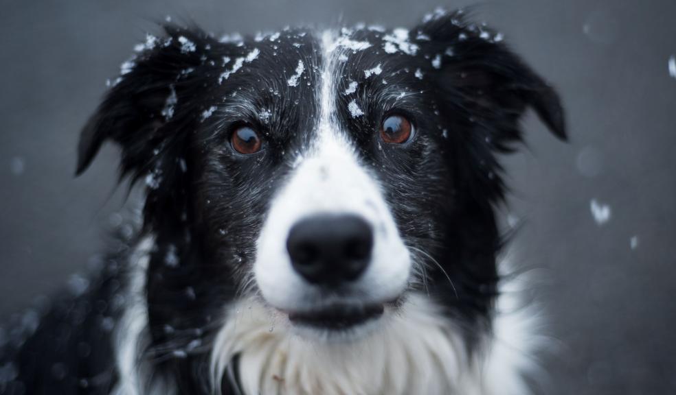 Selective Focus Photography of Adult Black and White Border Collie