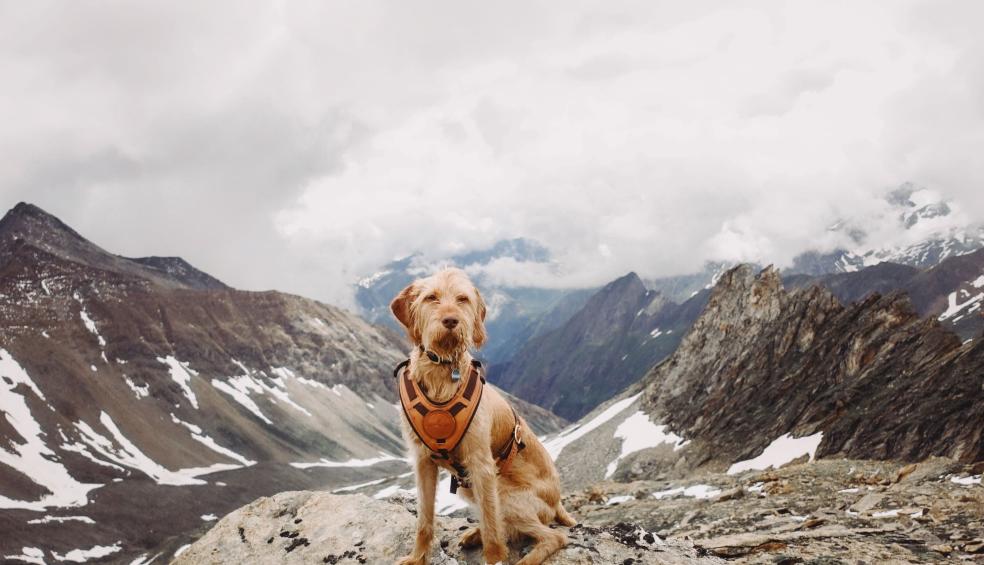 Dog in Mountains in Winter