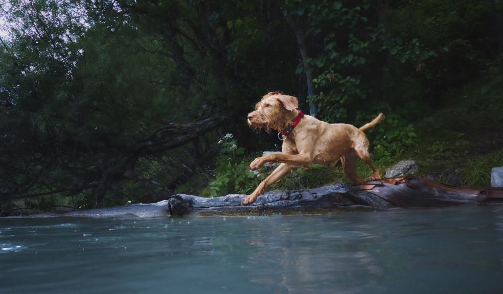 A Dog Jumping into the Water