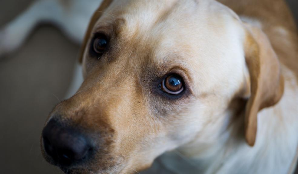 An anxious looking dog