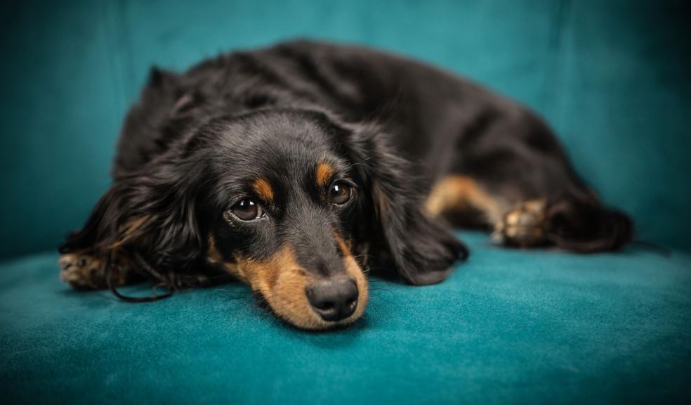 Black and Tan Long Coat Dog