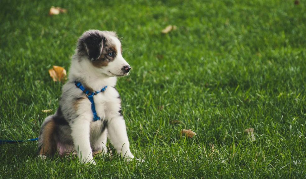 White and Gray Australian Shepherd Puppy Sitting on Grass Field