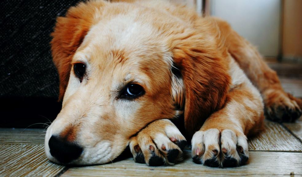 Tan and White Short Coat Dog Laying Down in a Brown Wooden Floor