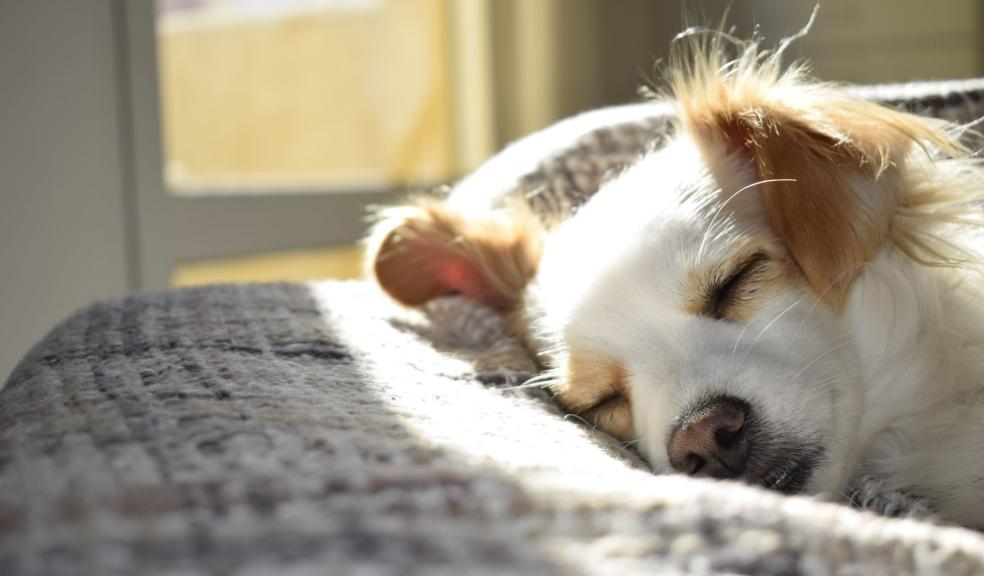 Closeup Photography of Adult Short-coated Tan and White Dog Sleeping on Gray Textile at Daytime