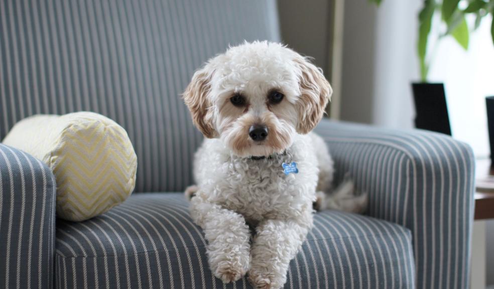 White Shih Tzu Puppy on Fabric Sofa Chair