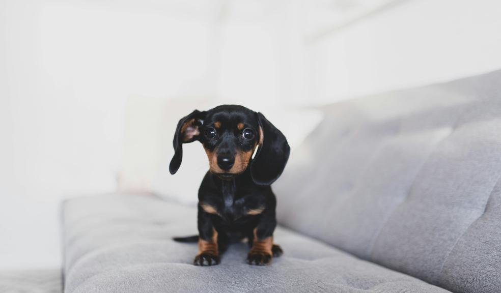 Friendly black Dachshund puppy on soft couch