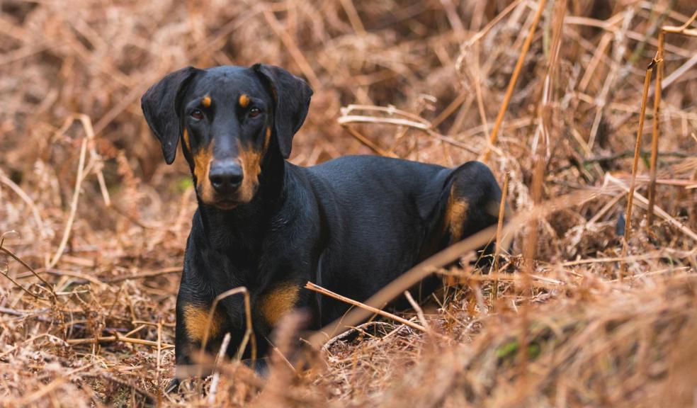 A Doberman in a field