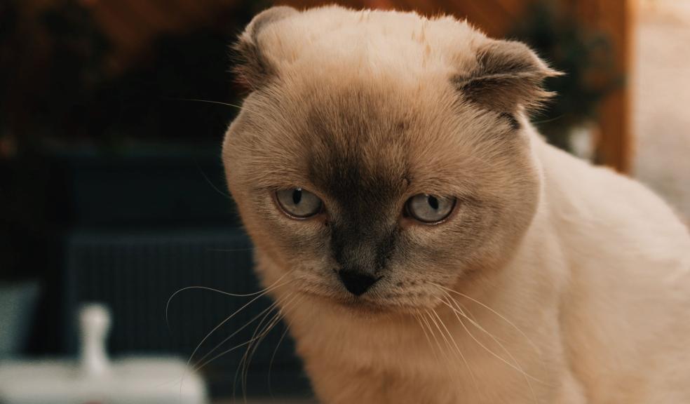 Closeup of a Scottish Fold Cat