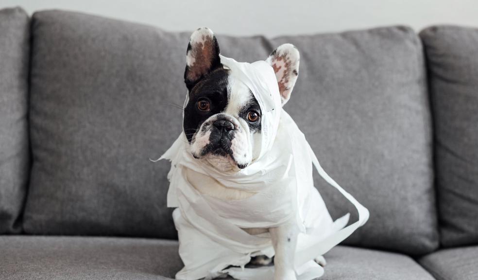 French Bulldog Embalmed with Toilet Paper on Couch