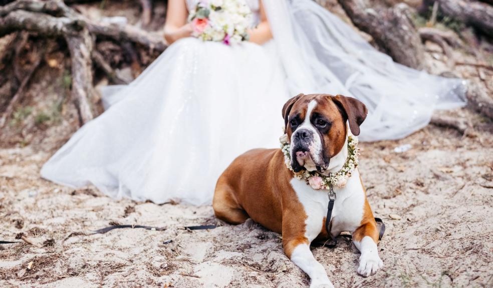 Bride and Her Brown and White Dog