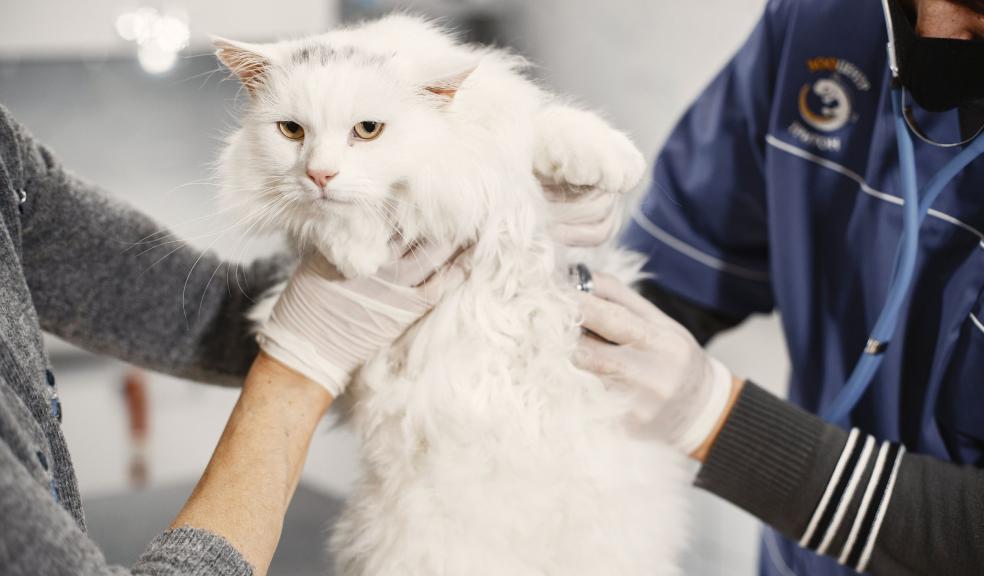 Cat at the Veterinarian